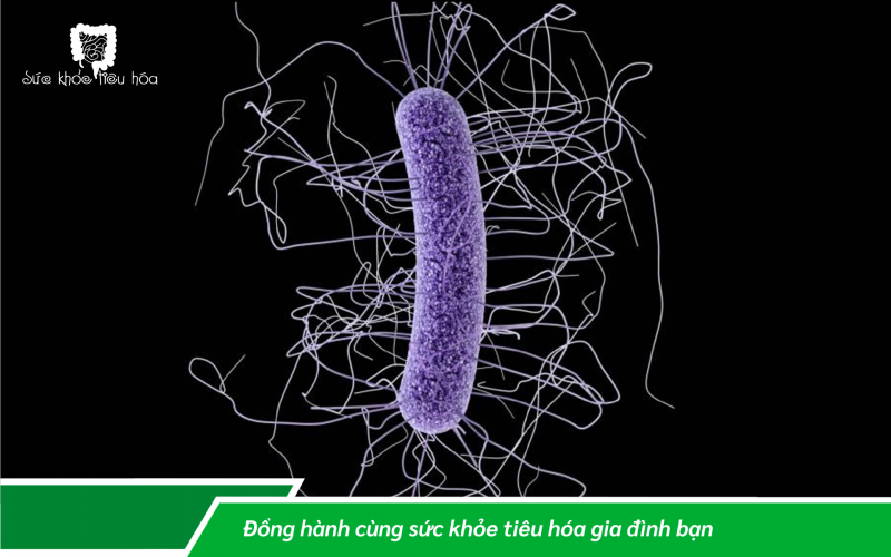 HỆ VI SINH CẢI THIỆN SỨC KHỎE BẠN NHƯ THẾ NÀO?