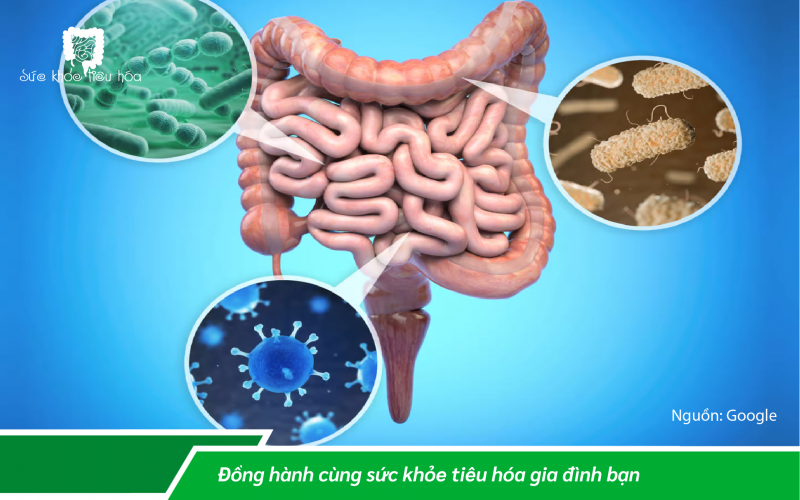 LÀM THẾ NÀO TÁI CÂN BẰNG HỆ VI SINH RUỘT CỦA BẠN