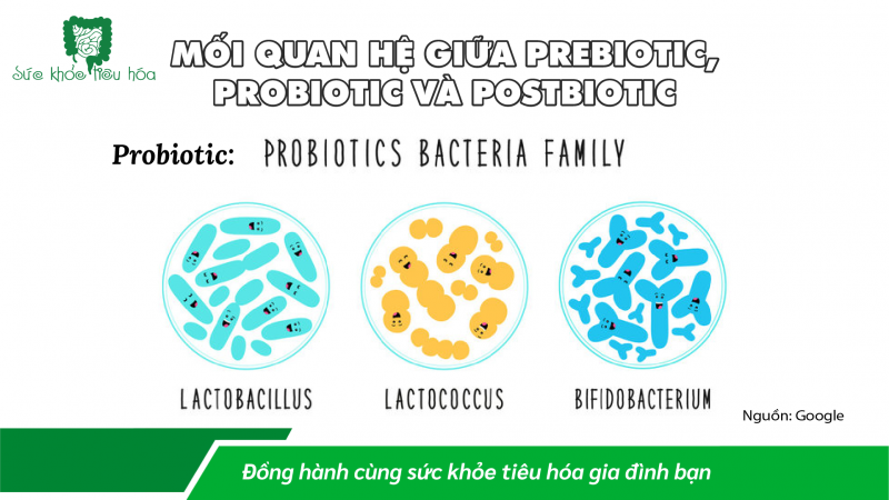 LỢI ÍCH CỦA POSTBIOTICS, MỐI QUAN HỆ VỚI  PROBIOTICS & PREBIOTICS