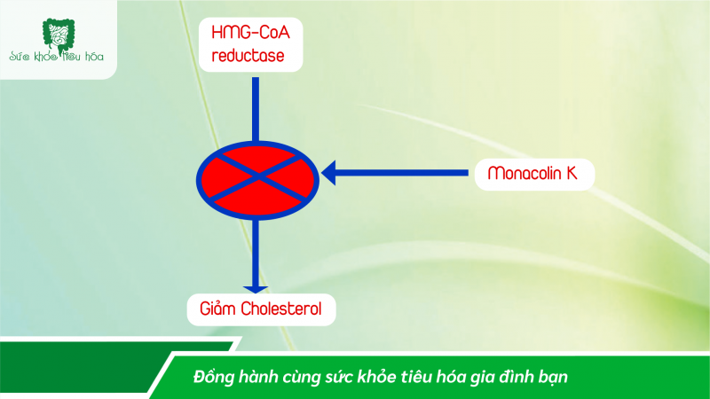 LỢI ÍCH GIẢM CHOLESTEROL MÁU CỦA MEN GẠO ĐỎ