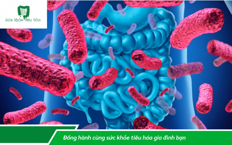 LỢI ÍCH CỦA BIFIDOBACTERIUM ANIMALIS SSP LACTIS