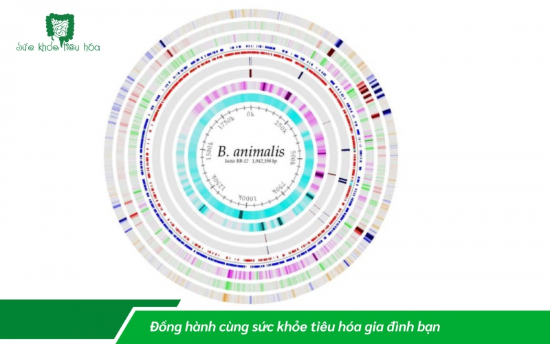 LỢI ÍCH CỦA BIFIDOBACTERIUM ANIMALIS SSP LACTIS