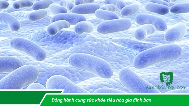 LỢI ÍCH CỦA LACTOBACILLUS PLANTARUM ĐỐI VỚI SỨC KHỎE