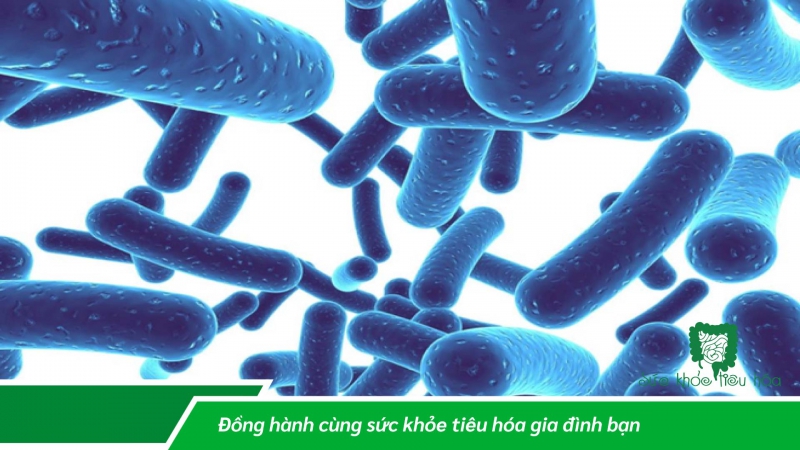 LỢI ÍCH SỨC KHỎE CỦA MEN VI SINH PROBIOTIC   