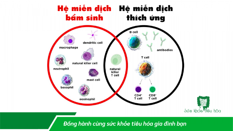 LIÊN KẾT RUỘT VÀ HỆ MIỄN DỊCH: VAI TRÒ CỦA HỆ VI SINH RUỘT TRONG CHỨC NĂNG MIỄN DỊCH