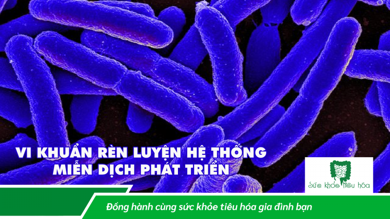 LIÊN KẾT RUỘT VÀ HỆ MIỄN DỊCH: VAI TRÒ CỦA HỆ VI SINH RUỘT TRONG CHỨC NĂNG MIỄN DỊCH