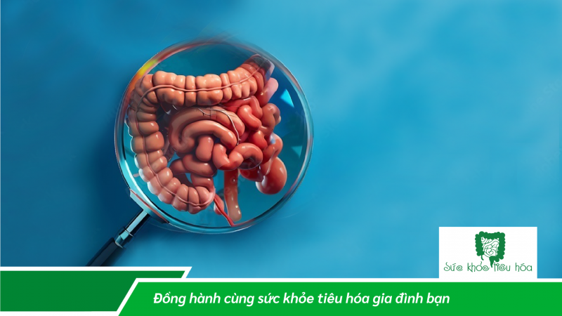 LIÊN KẾT RUỘT VÀ HỆ MIỄN DỊCH: VAI TRÒ CỦA HỆ VI SINH RUỘT TRONG CHỨC NĂNG MIỄN DỊCH