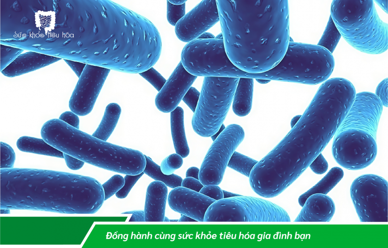 MÁCH BẠN-SỰ KHÁC BIỆT GIỮA MEN TIÊU HÓA VÀ MEN VI SINH