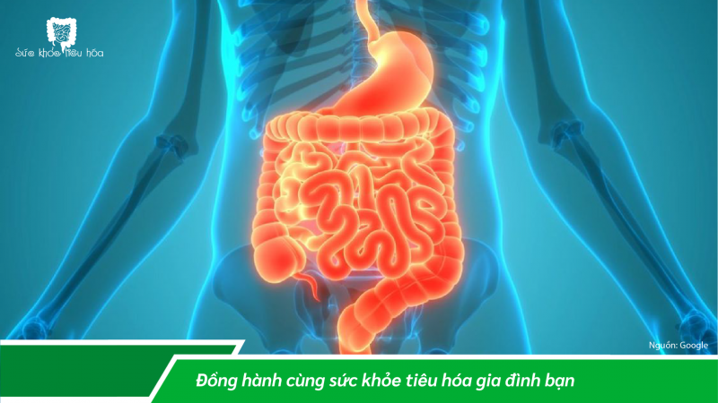 MẤT CÂN BẰNG HỆ VI SINH RUỘT & CÁC BỆNH LIÊN QUAN