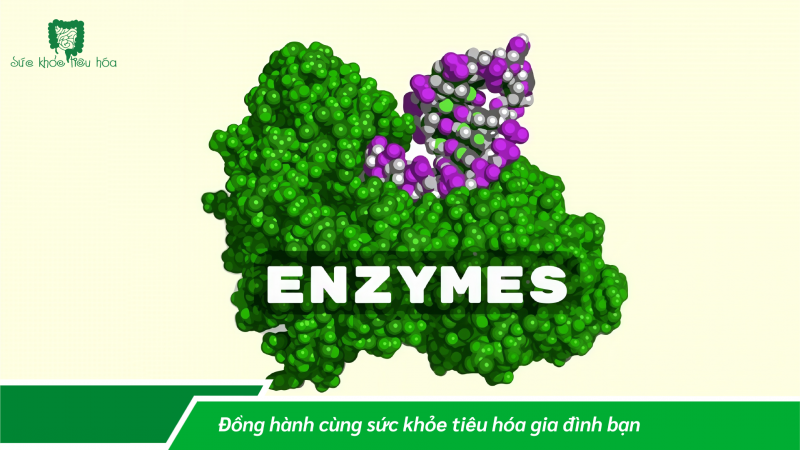 MEN TIÊU HÓA, GIẢI PHÁP TỰ NHIÊN ĐỂ TIÊU HÓA TỐT