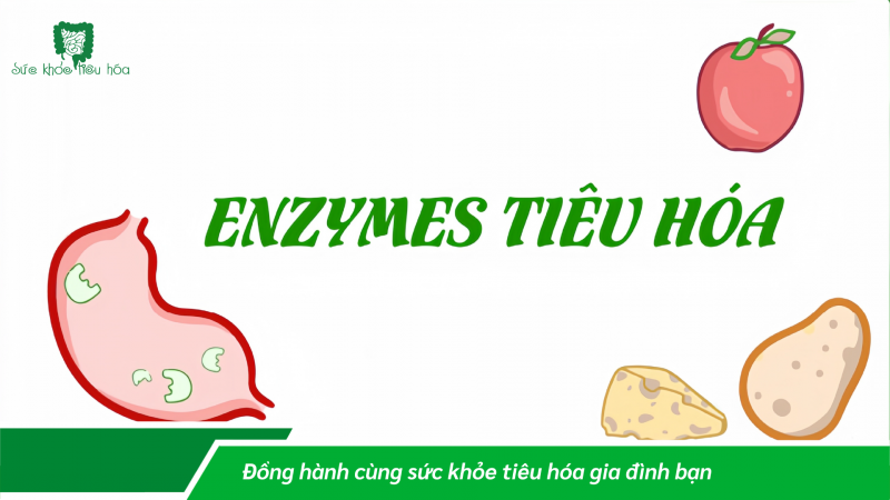 MEN TIÊU HÓA, GIẢI PHÁP TỰ NHIÊN ĐỂ TIÊU HÓA TỐT