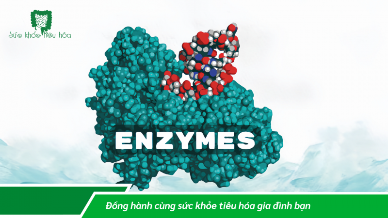 MEN TIÊU HÓA, MEN VI SINH PROBIOTICS, THỰC PHẨM LÊN MEN: VAI TRÒ & LỢI ÍCH ĐỐI VỚI SỨC KHỎE TIÊU HÓA