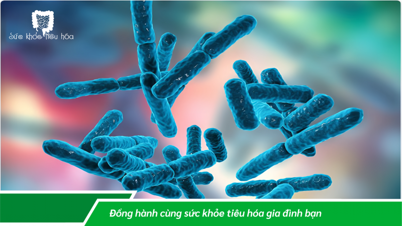 MEN TIÊU HÓA, MEN VI SINH PROBIOTICS, THỰC PHẨM LÊN MEN: VAI TRÒ & LỢI ÍCH ĐỐI VỚI SỨC KHỎE TIÊU HÓA