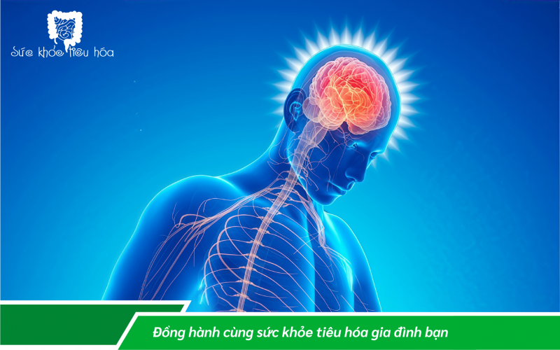 MEN VI SINH ẢNH HƯỞNG ĐẾN NÃO NHƯ THẾ NÀO & VAI TRÒ CỦA MEN VI SINH  ĐỐI VỚI CÁC BỆNH THẦN KINH