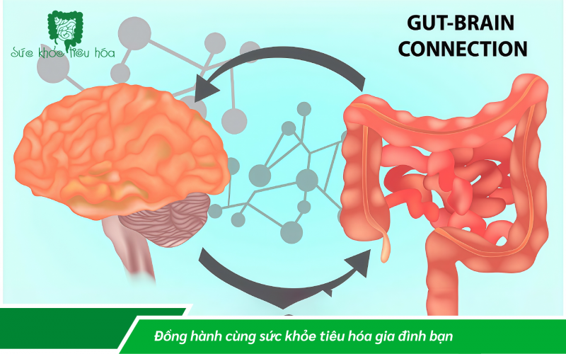 MEN VI SINH ẢNH HƯỞNG ĐẾN NÃO NHƯ THẾ NÀO & VAI TRÒ CỦA MEN VI SINH  ĐỐI VỚI CÁC BỆNH THẦN KINH