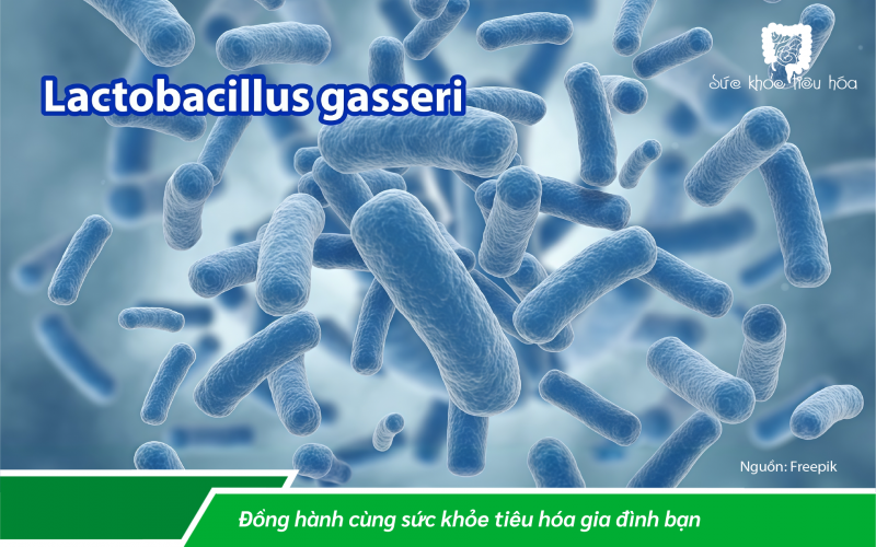 MEN VI SINH HỖ TRỢ GIÚP GIẢM CÂN