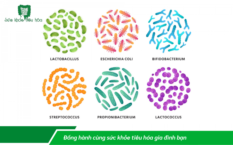 MEN VI SINH PROBIOTICS TĂNG SỨC ĐỀ KHÁNG CƠ THỂ PHÒNG NGỪA LÂY NHIỄM COVID -19