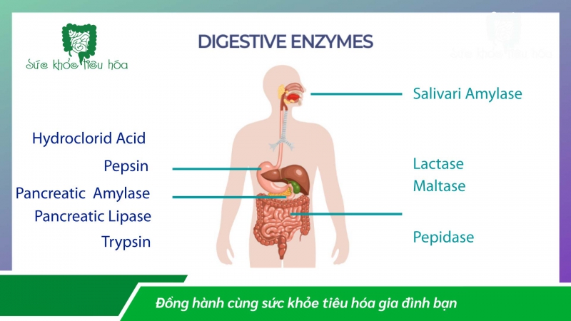 MEN TIÊU HÓA NGUỒN THỰC VẬT BẢO ĐẢM TỐT CHO TIÊU HÓA