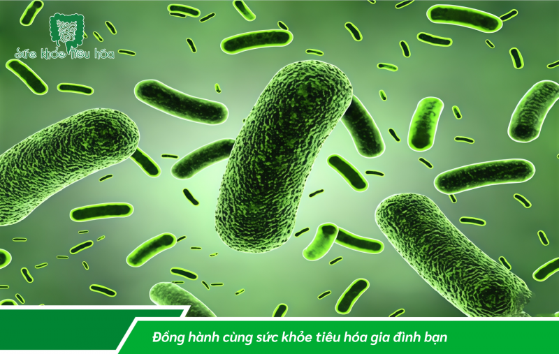 “Men vi sinh - món quà vô giá cho hệ tiêu hóa”