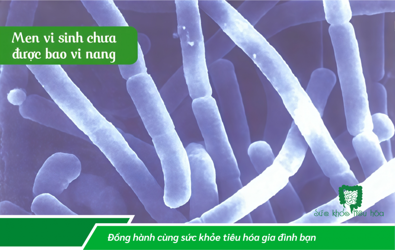 “Men vi sinh - món quà vô giá cho hệ tiêu hóa”