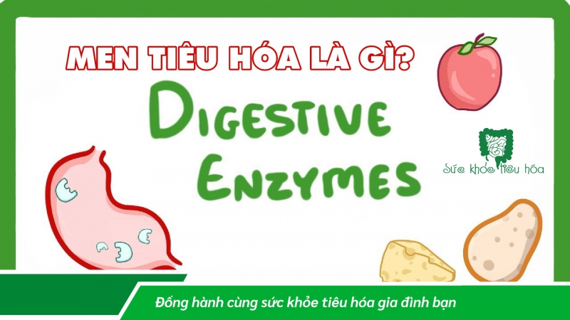 MEN VI SINH PROBIOTICS & MEN TIÊU HÓA