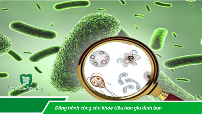  Men vi sinh giúp hạn chế tiêu chảy khi đi du lịch