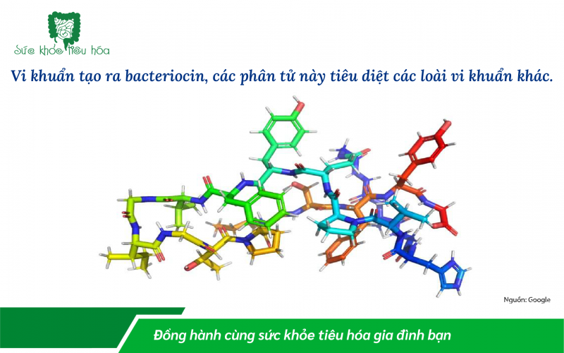 NHỮNG TÁC ĐỘNG CỦA MEN VI SINH PROBIOTICS LÊN HỆ MIỄN DỊCH GIÚP CHÚNG TA CHỐNG NHIỄM TRÙNG
