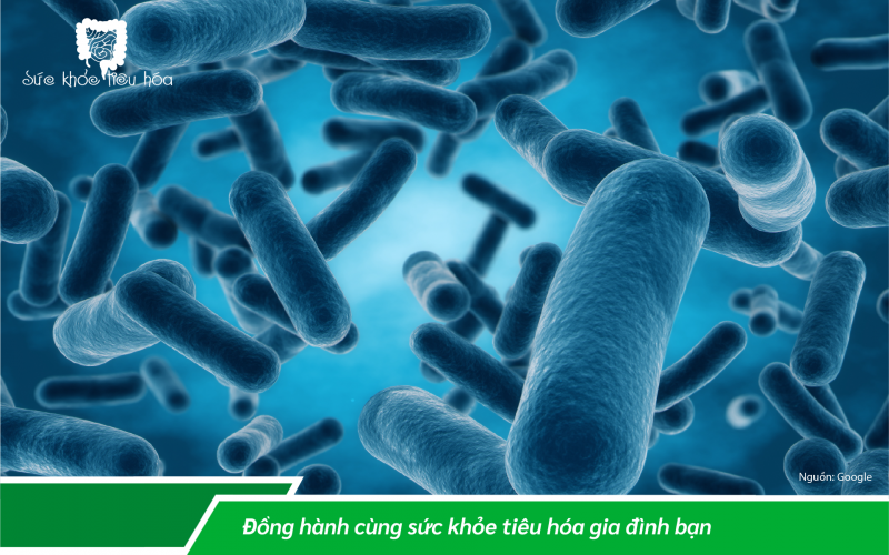NHỮNG TÁC ĐỘNG CỦA MEN VI SINH PROBIOTICS LÊN HỆ MIỄN DỊCH GIÚP CHÚNG TA CHỐNG NHIỄM TRÙNG