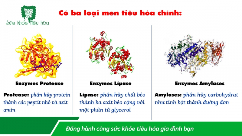 NHỮNG TRÁI CÂY THÔNG DỤNG TRONG NƯỚC CHỨA MEN TIÊU HÓA TỰ NHIÊN