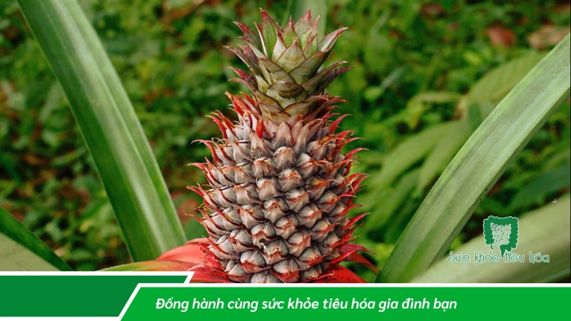 NHỮNG TRÁI CÂY THÔNG DỤNG TRONG NƯỚC CHỨA MEN TIÊU HÓA TỰ NHIÊN