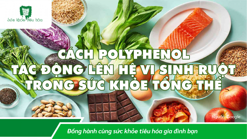 PHẦN 1 - CÁCH POLYPHENOL TÁC DỤNG LÊN HỆ VI SINH RUỘT TRONG SỨC KHỎE TỔNG THỂ 