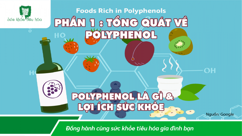 PHẦN 1 - CÁCH POLYPHENOL TÁC DỤNG LÊN HỆ VI SINH RUỘT TRONG SỨC KHỎE TỔNG THỂ 