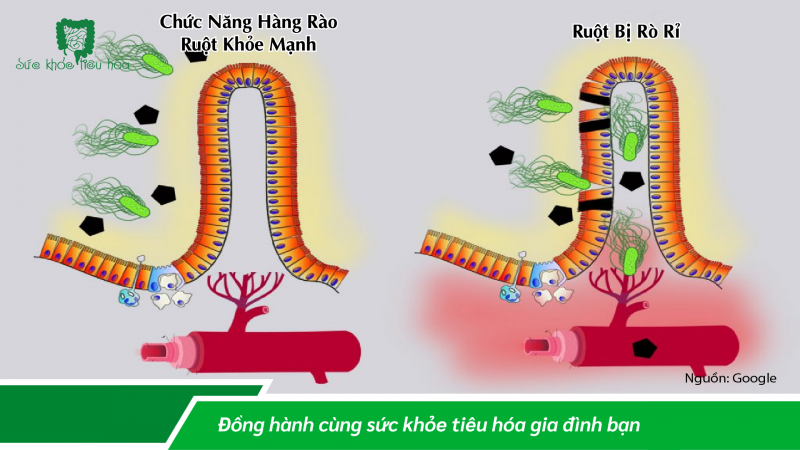 PHẦN 1 - CÁCH POLYPHENOL TÁC DỤNG LÊN HỆ VI SINH RUỘT TRONG SỨC KHỎE TỔNG THỂ 