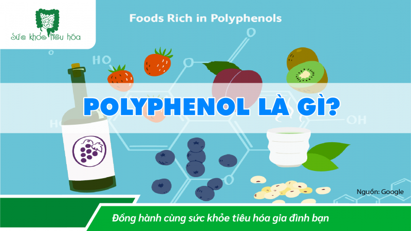 POLYPHENOL CÓ ĐỦ ĐIỀU KIỆN LÀ PREBIOTIC KHÔNG?