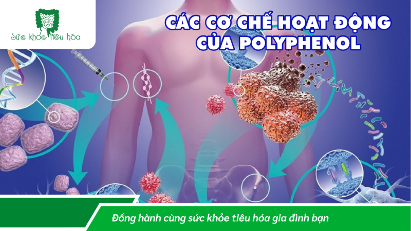 POLYPHENOL CÓ ĐỦ ĐIỀU KIỆN LÀ PREBIOTIC KHÔNG?