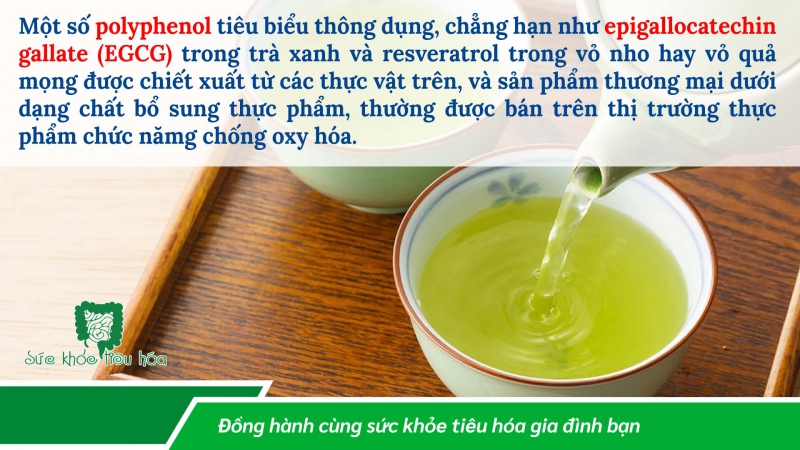 POLYPHENOL, HỢP CHẤT HÓA HỌC TRONG THỰC VẬT CÓ NHIỀU TIỀM NĂNG LỢI ÍCH SỨC KHỎE