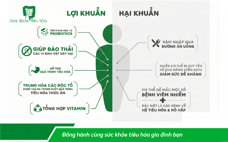 PROBIOTIC CÓ ẢNH HƯỞNG ĐẾN GIẢM CÂN ?