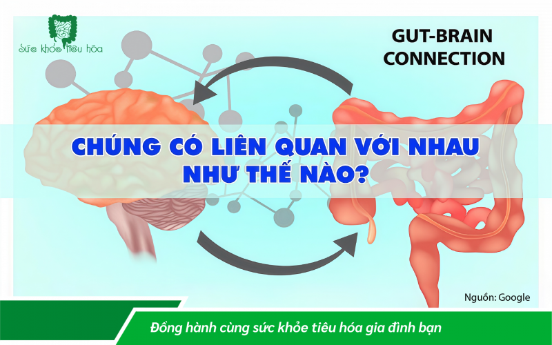 PROBIOTICS CÓ GIÚP CHỐNG LẠI CĂNG THẲNG VÀ LO LẮNG KHÔNG?