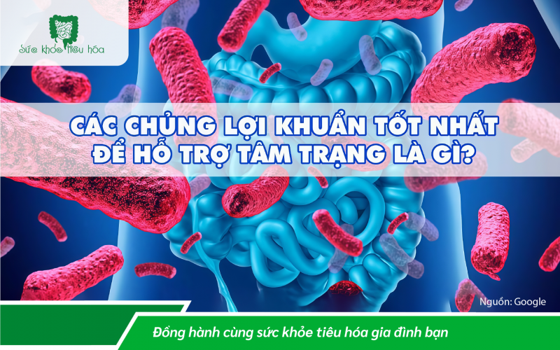 PROBIOTICS CÓ GIÚP CHỐNG LẠI CĂNG THẲNG VÀ LO LẮNG KHÔNG?