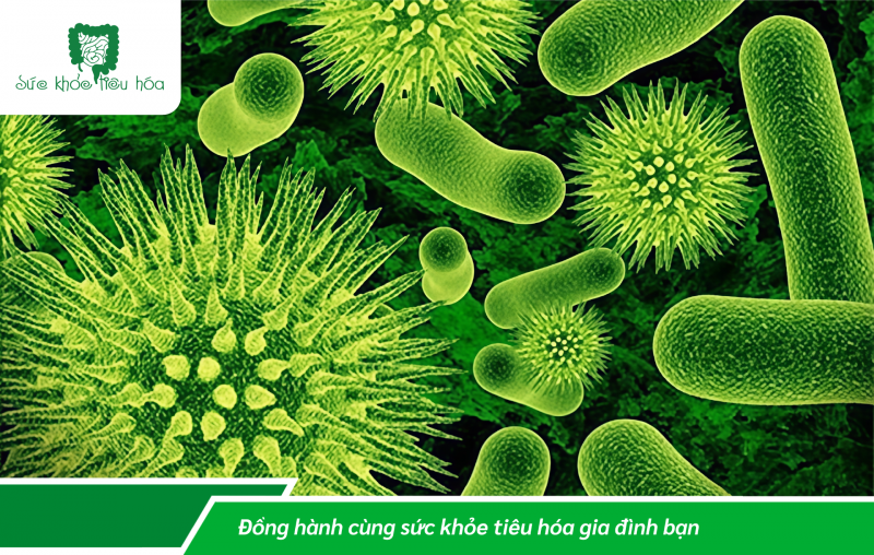 PHÂN BIỆT BÀO TỬ LỢI KHUẨN VÀ LỢI KHUẨN?