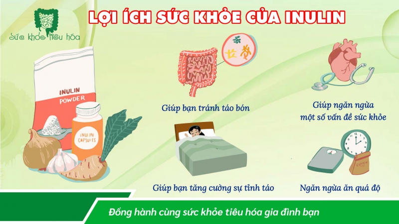 PREBIOTIC INULIN GIÚP CẢI THIỆN SỨC KHỎE ĐƯỜNG RUỘT