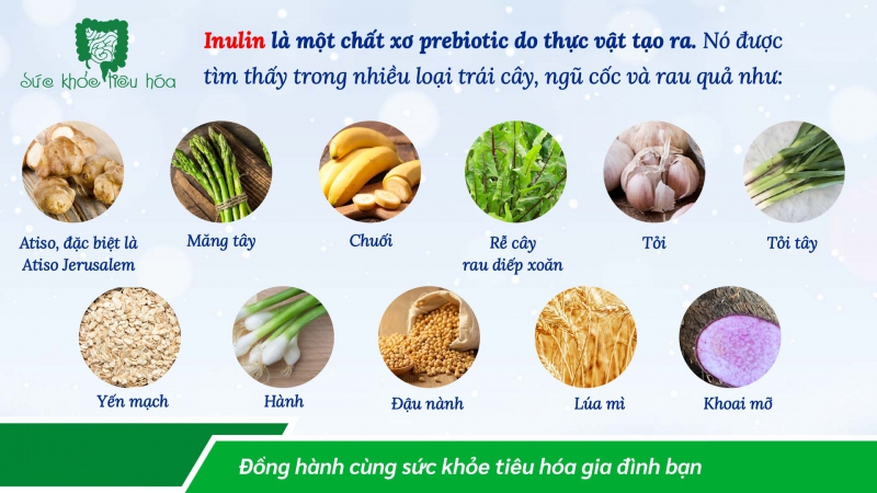 PREBIOTIC INULIN GIÚP CẢI THIỆN SỨC KHỎE ĐƯỜNG RUỘT