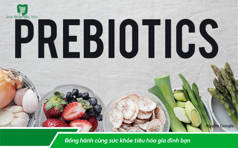 SO SÁNH MEN VI SINH PROBIOTICS VỚI CHẤT XƠ PREBIOTICS