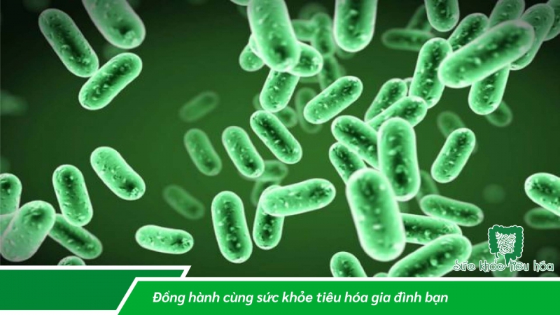 SO SÁNH LACTOBACILLUS & VI KHUẨN BÀO TỬ BACILLUS