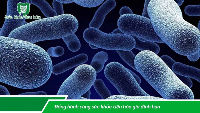 SO SÁNH LACTOBACILLUS & VI KHUẨN BÀO TỬ BACILLUS