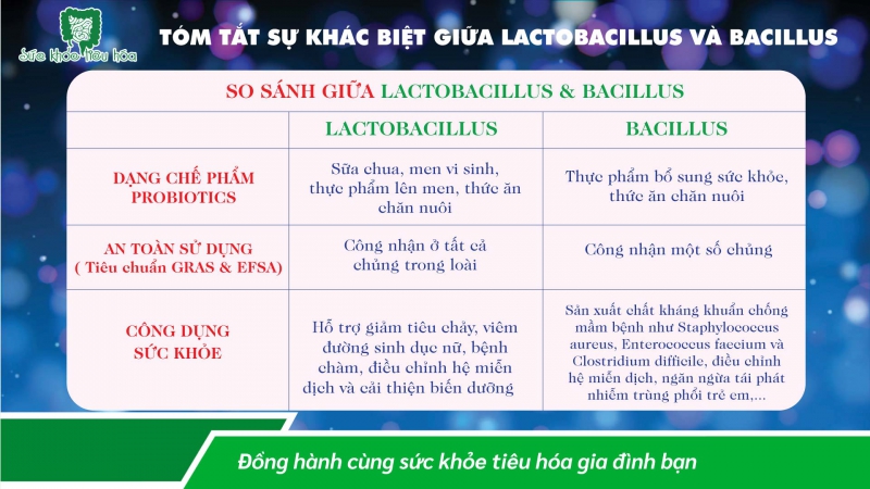 SO SÁNH LACTOBACILLUS & VI KHUẨN BÀO TỬ BACILLUS