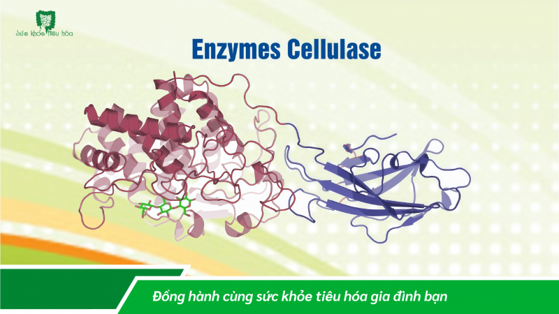 TÁC DỤNG TUYỆT VỜI CỦA CÁC ENZYME TIÊU HÓA (P1)