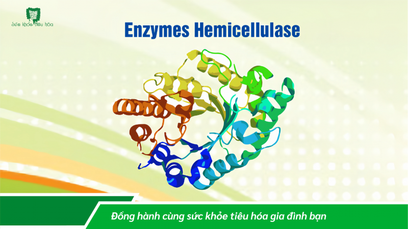 TÁC DỤNG TUYỆT VỜI CỦA CÁC ENZYME TIÊU HÓA (P1)