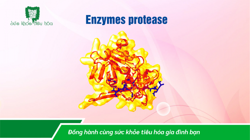 TÁC DỤNG TUYỆT VỜI CỦA CÁC ENZYME TIÊU HÓA (P2)