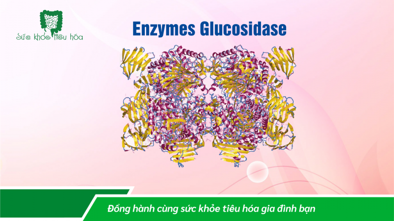 TÁC DỤNG TUYỆT VỜI CỦA CÁC ENZYME TIÊU HÓA (P2)